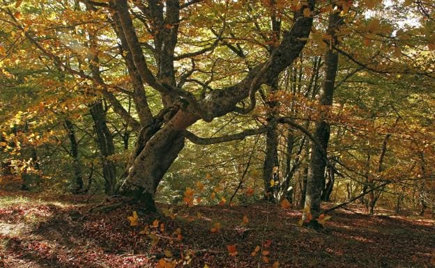 La superficie de bosques sostenibles crece en Cantabria un 4,5%