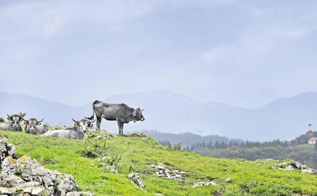 Acorralados por las llamas y los lobos