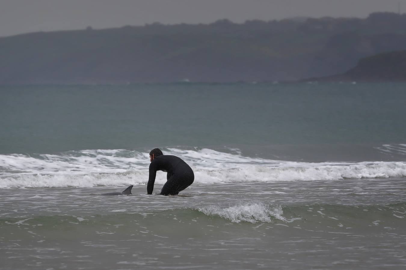 Pese a los esfuerzos de surfistas, voluntarios y agentes del Medio Natural sólo se ha podido devolver al agua con vida a tres de ellos