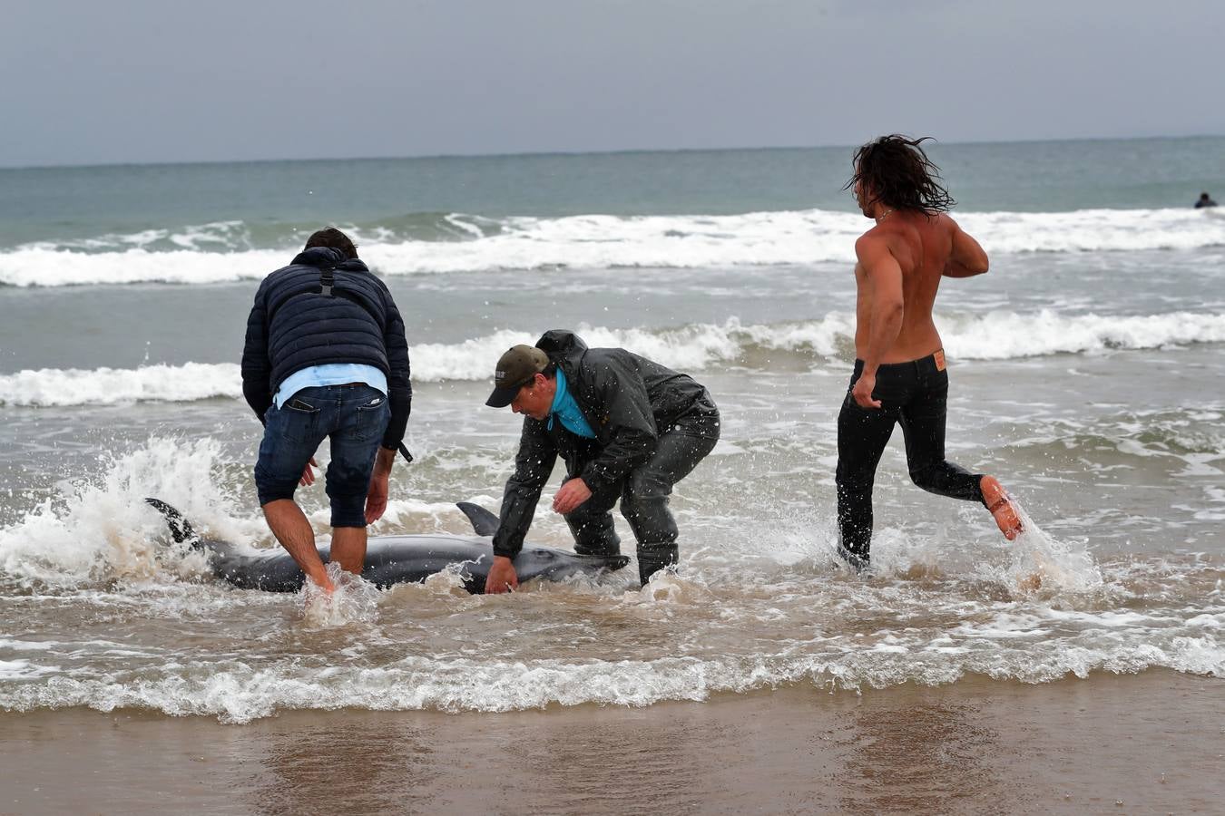 Pese a los esfuerzos de surfistas, voluntarios y agentes del Medio Natural sólo se ha podido devolver al agua con vida a tres de ellos