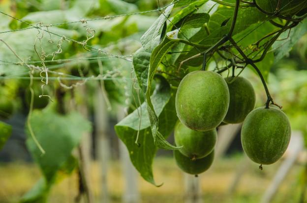 El Fruto del monje, es uno de estos ingredientes emergentes, nativo del sur de China y el norte de Tailandia, de cuya pulpa se extrae un edulcorante bajo en calorías que compite con la Stevia