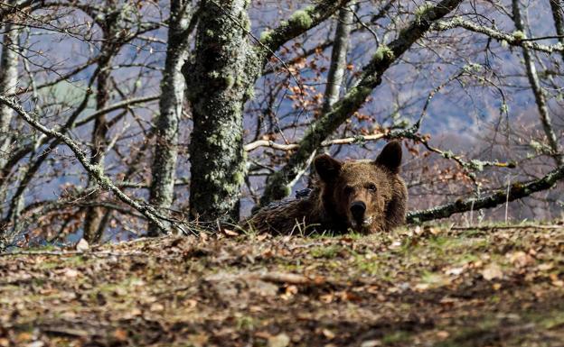 El oso 'Beato', que ha sido visto en los montes de Liébana, presenta un buen aspecto