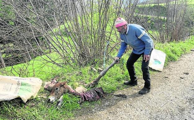 Un hombre comprueba el estado en que los buitres han dejado a su yegua. 