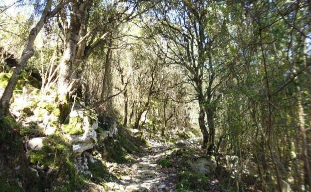 Imagen. Una de las zonas enconchadas de la Canal de Osina. Impresionante vista de la Canal de Urdón y su camino de acceso a Tresviso, así como de toda la Sierra Cocón, desde el Collado de Osina.