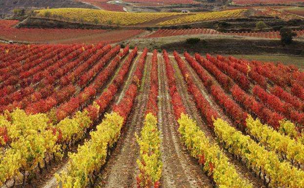 Menos cebada en el norte y más quinoa en el sur con el cambio climático