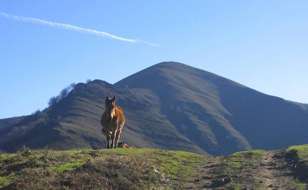 Un caballo en un punto del recorrido donde el camino hacía una rasante.