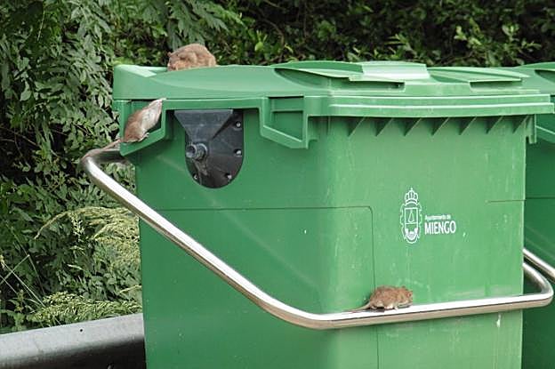Un grupo de roedores trata de colarse en un contenedor en Miengo. 