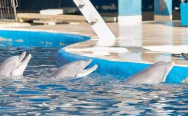 Delfines del zoo de Madrid, fotografiados por la organización Sea Shepherd