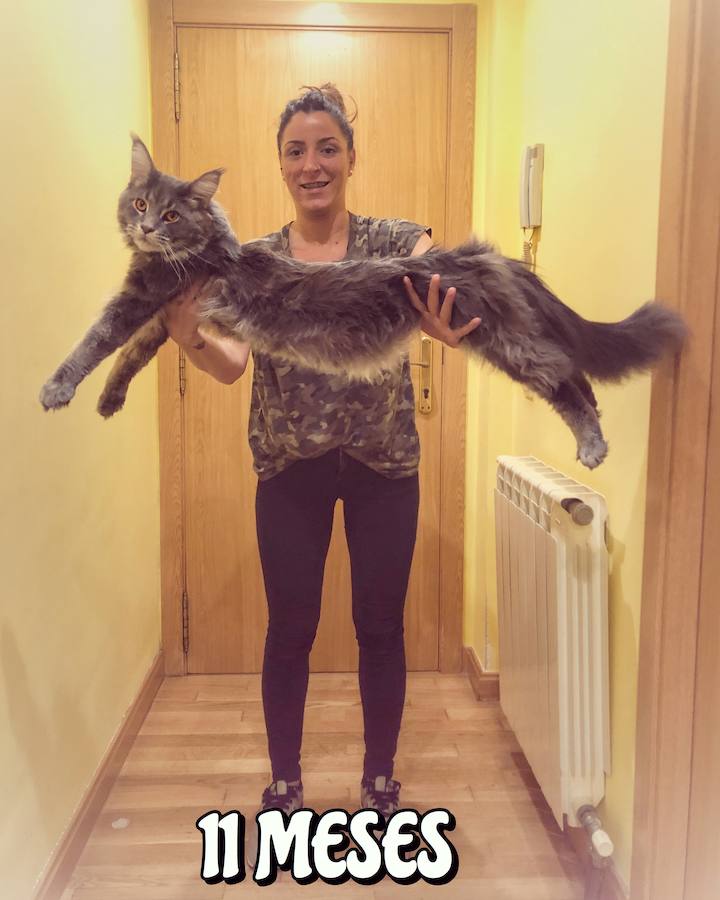 Este maine coon de gran tamaño conquista Instagram y sorprende por su parecido con un lince o gato montés