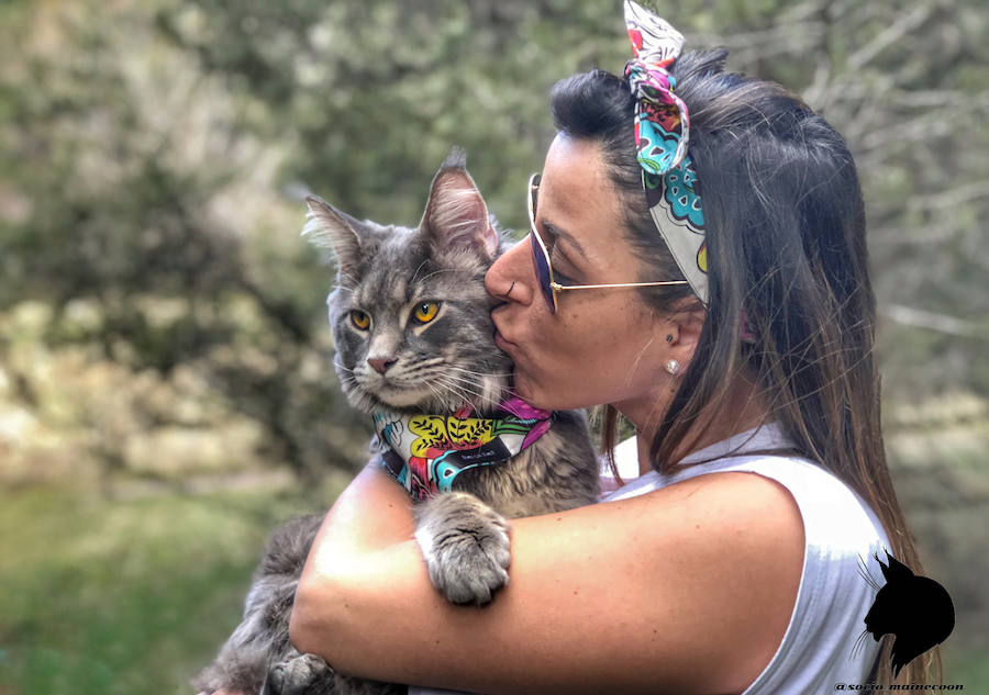 Este maine coon de gran tamaño conquista Instagram y sorprende por su parecido con un lince o gato montés