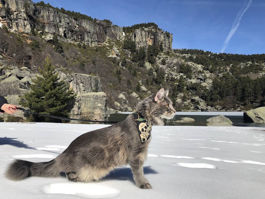 Este maine coon de gran tamaño conquista Instagram y sorprende por su parecido con un lince o gato montés