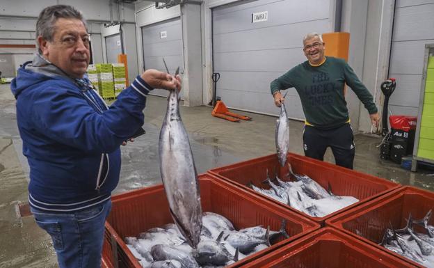 Compradores observan las tinas de bonitos que se descargaron ayer en la lonja de Santoña.