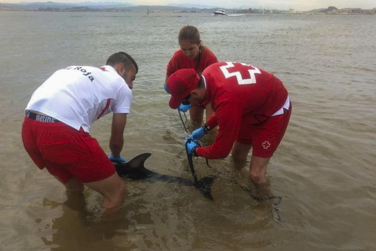 Efectivos de Cruz Roja auxilian al mamífero, el sábado pasado en la playa de El Puntal, en Somo 