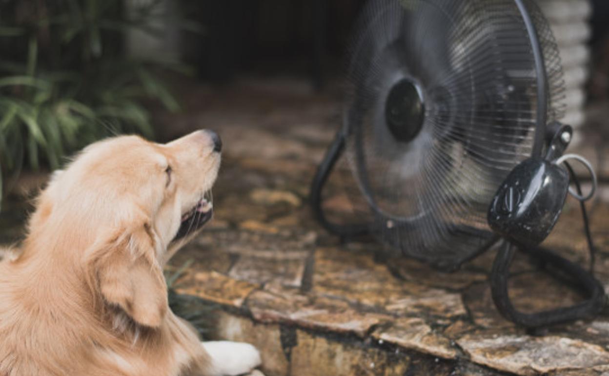 Así viven los perros y gatos un golpe de calor