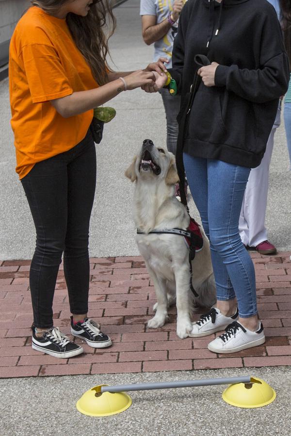 Fotos: Ayuda canina para los niños de Valdecilla