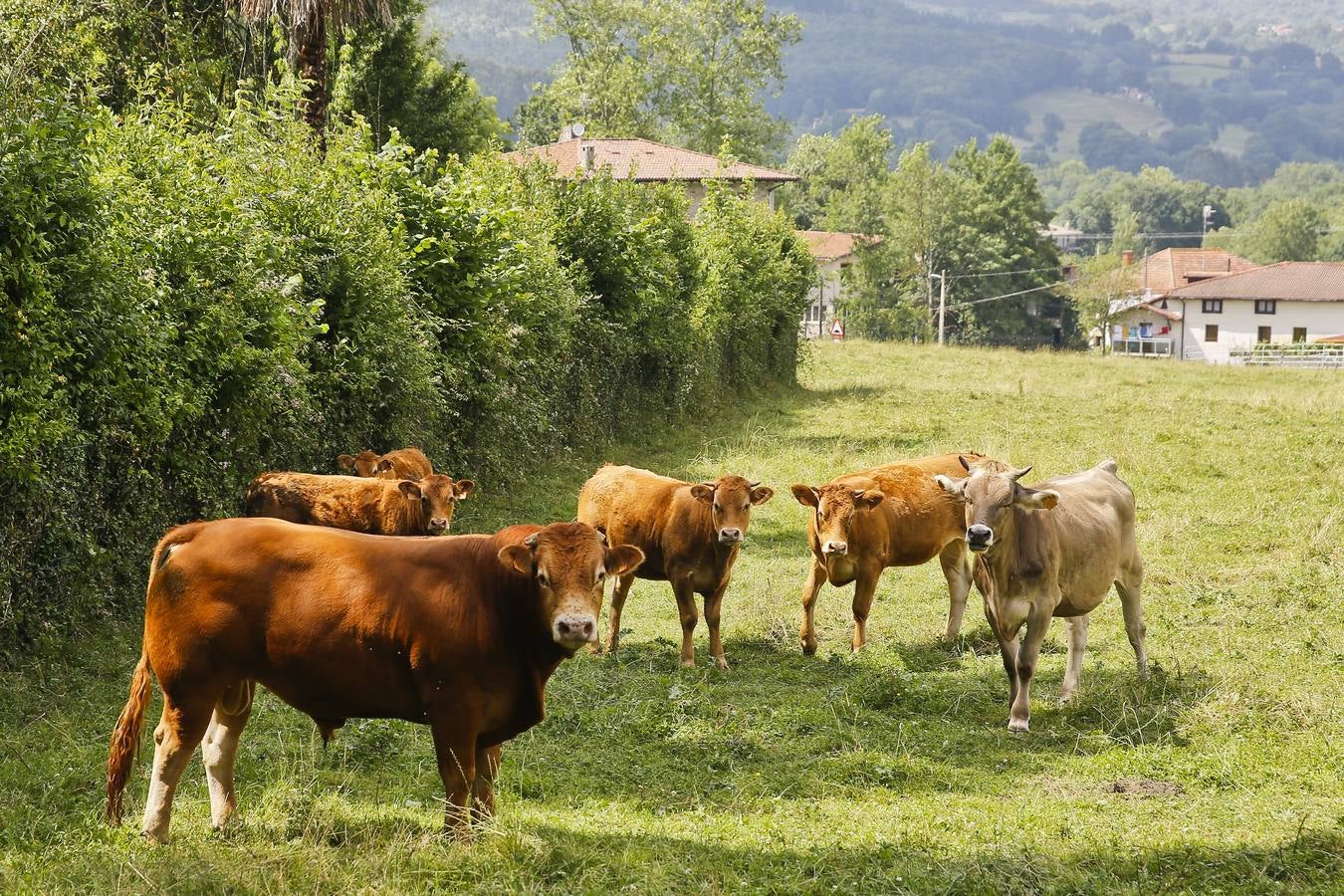 Vacas monchinas pastando en uno de los prados.