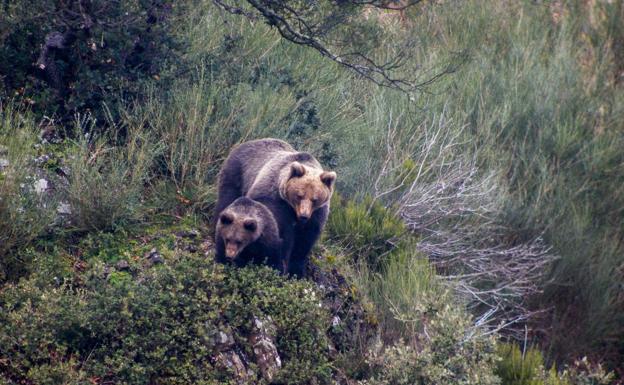 Una osa con su osezno, en los montes cántabros. Las madres viven con sus crías aproximadamente hasta que alcanzan el año y medio. 