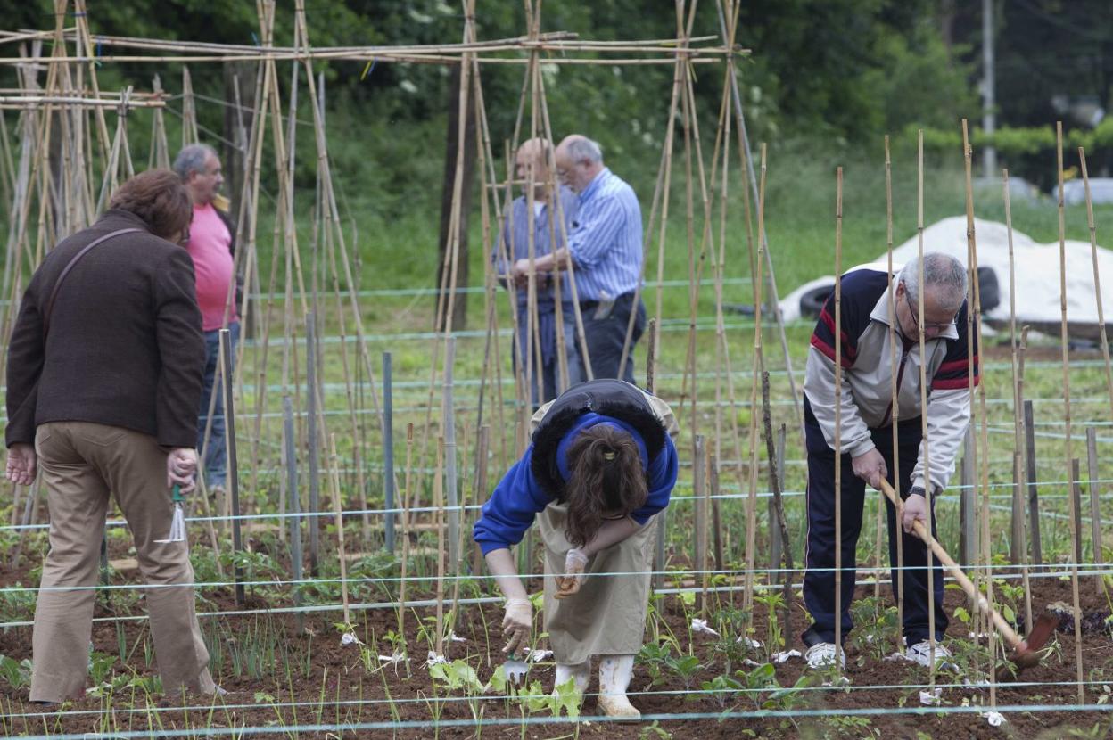 Un grupo de vecinos trabaja sus cultivos en las huertas de Revilla. 