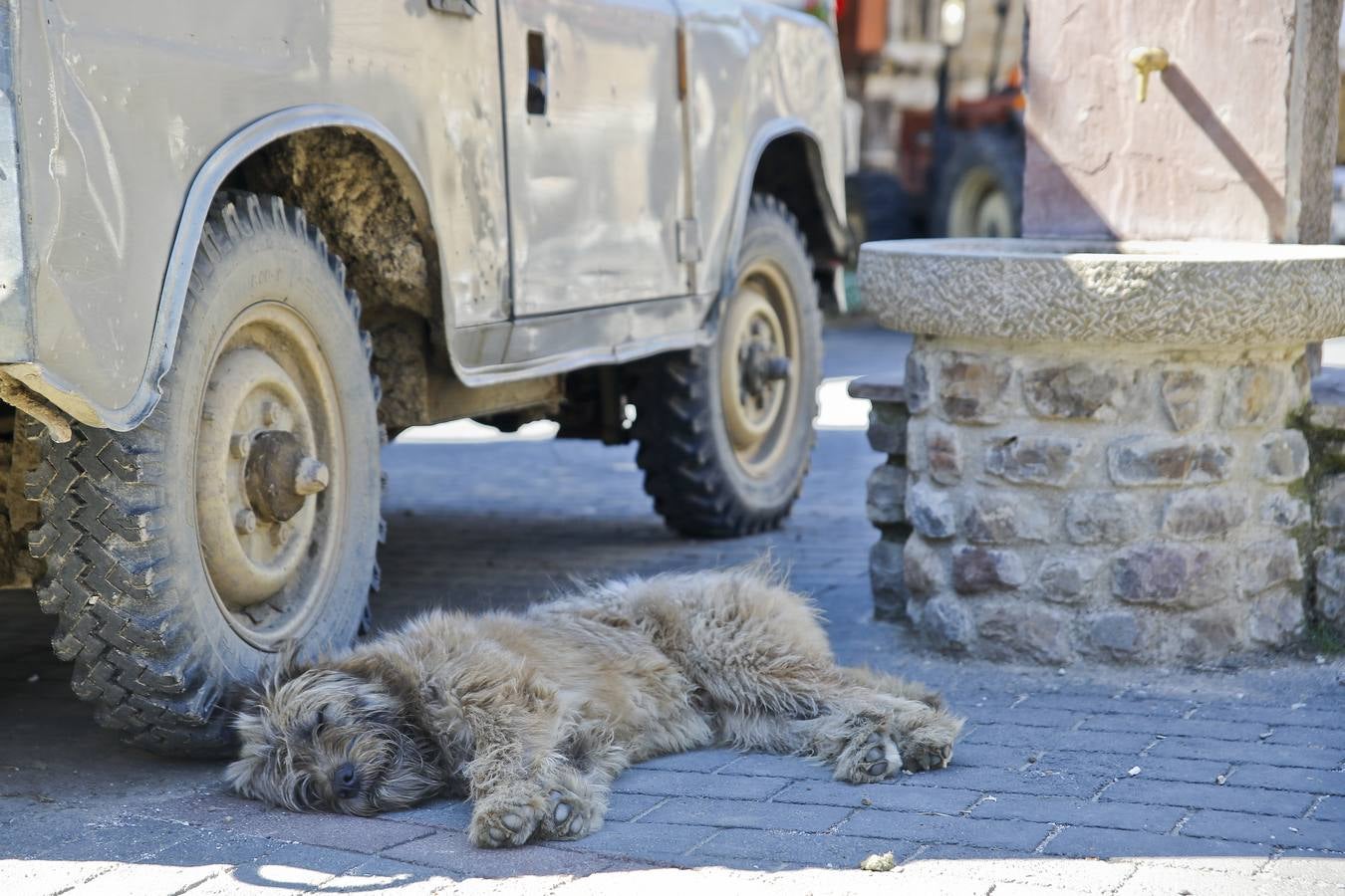 Con el calor del verano, hasta los perros buscan la sombra para echar la siesta.