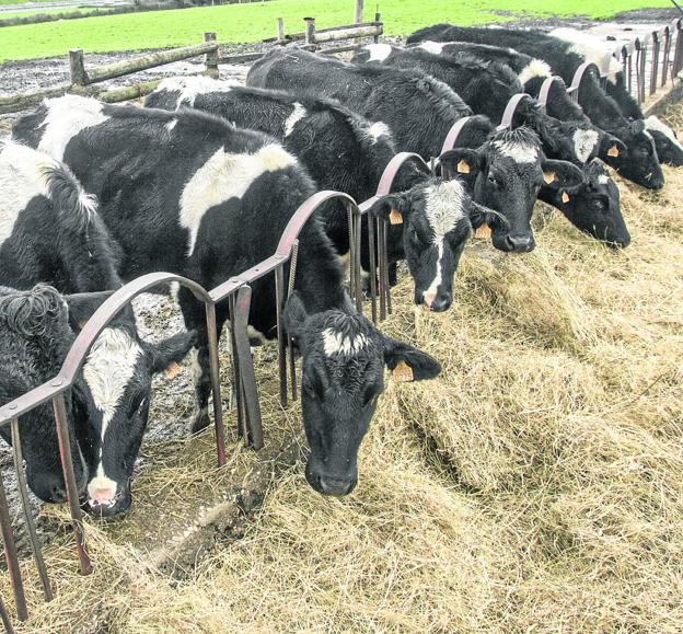 Los contratos de recogida de leche de alta calidad están trayendo problemas en el sector. 