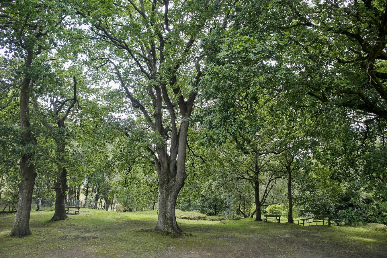 Arborerto de Liendo.