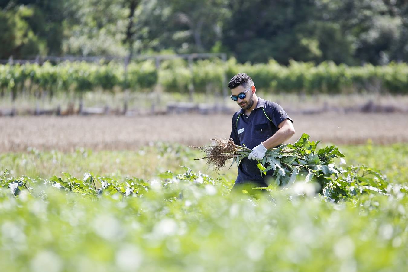 Alejandro Valladares retira plantas de estramonio en un sembrado de patatas. 