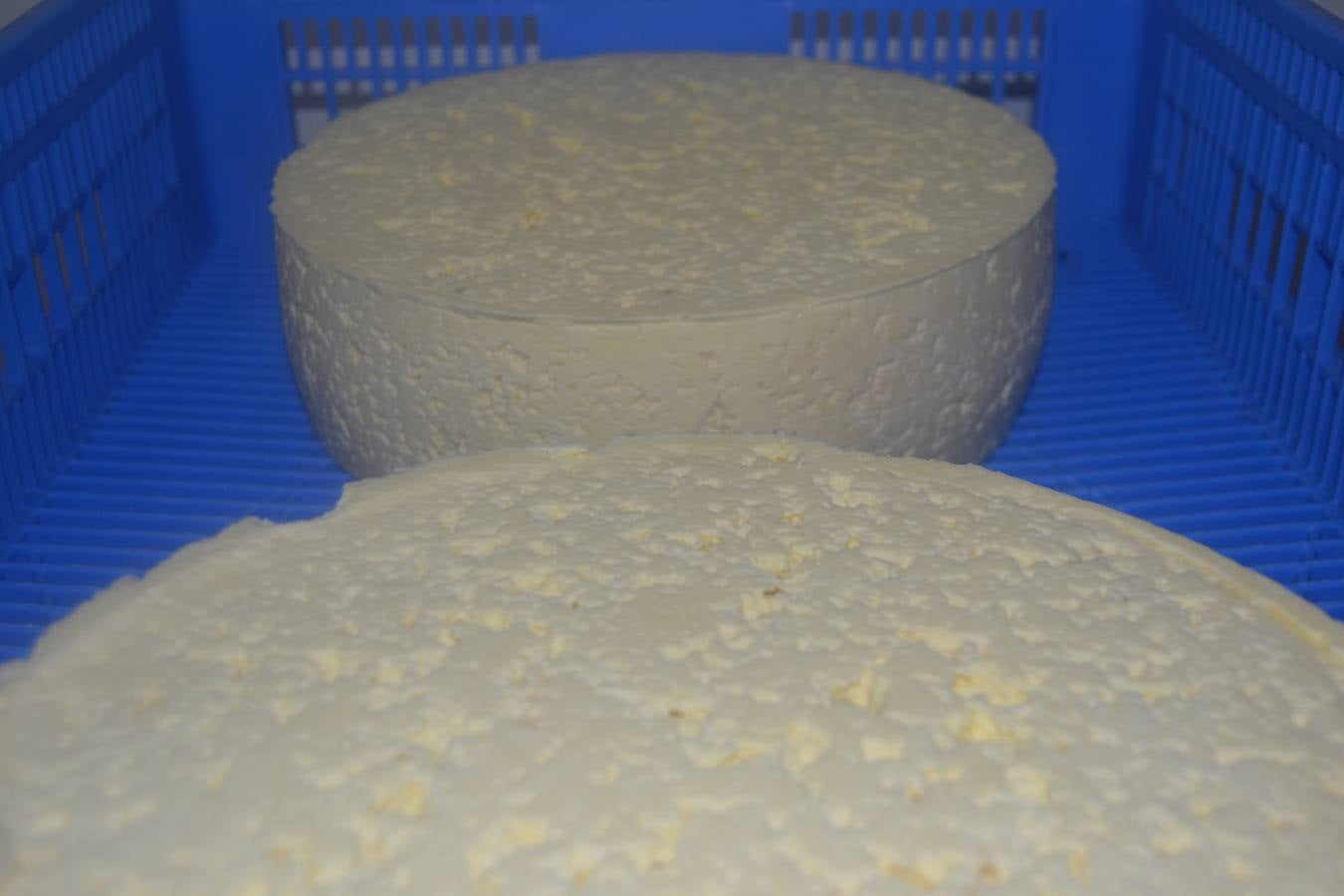 Fotos: El mejor queso de Cantabria de 2019 se elabora en Tresviso