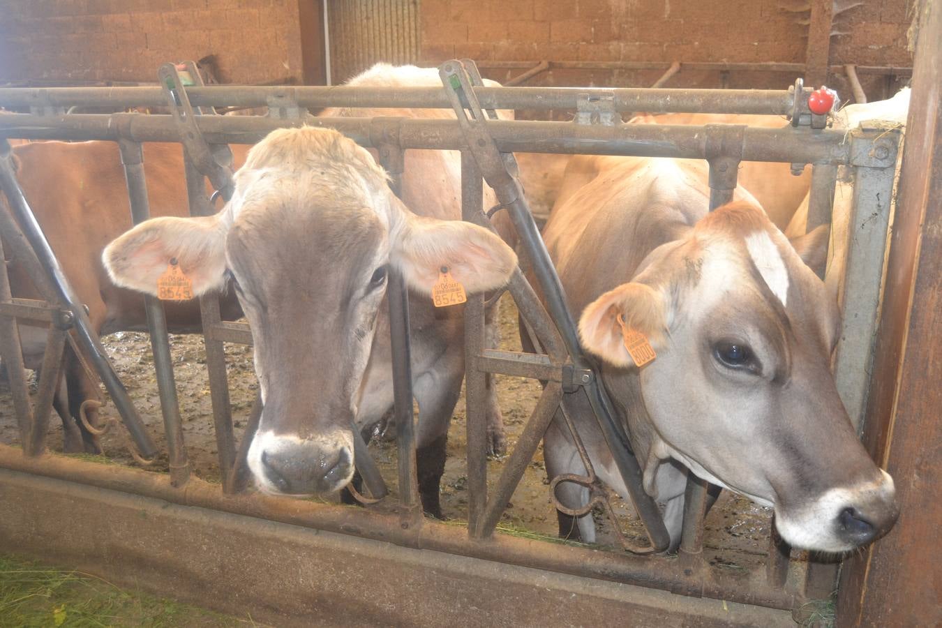 Fotos: El mejor queso de Cantabria de 2019 se elabora en Tresviso