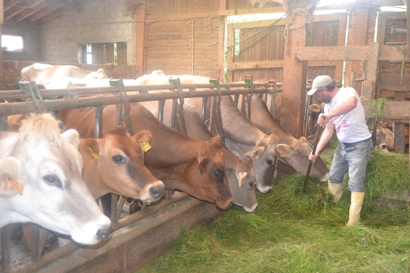 Fotos: El mejor queso de Cantabria de 2019 se elabora en Tresviso