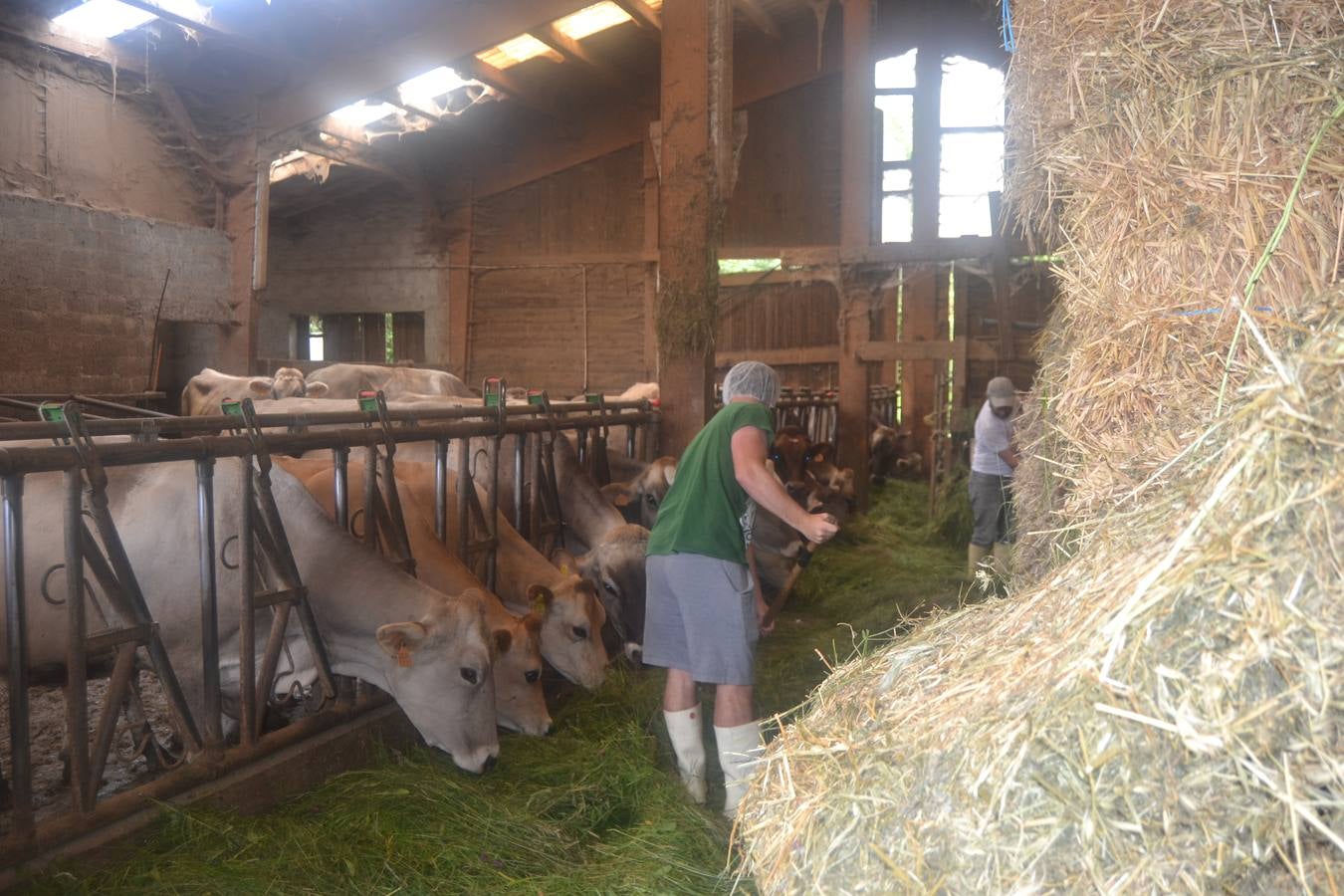 Fotos: El mejor queso de Cantabria de 2019 se elabora en Tresviso