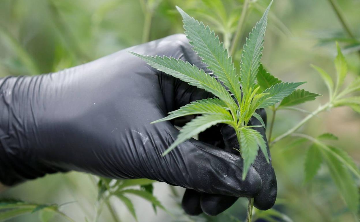 Desmantelada una plantación de marihuana en Entrambasaguas con más de 400 plantas 