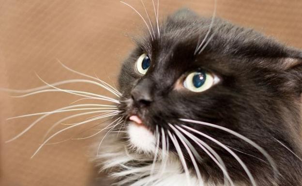 La importancia de los bigotes en los gatos