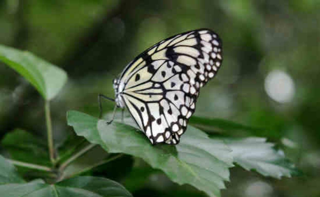 Mariposa posada sobre una hoja. 