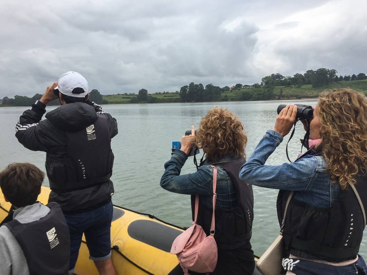 Imágenes de las visitas guiadas para la observación de aves en la bahía y de las águilas pescadoras, el principal reclamo del programa de turismo sostenible que abandera Marina de Cudeyo