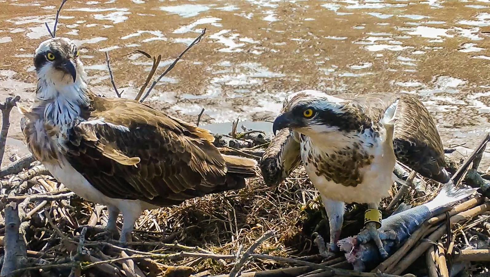 Imágenes de las visitas guiadas para la observación de aves en la bahía y de las águilas pescadoras, el principal reclamo del programa de turismo sostenible que abandera Marina de Cudeyo