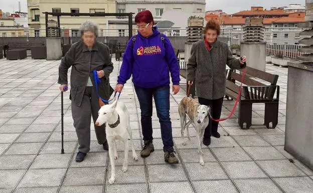 La sensibilidad de los galgos hecha terapia en Cantabria