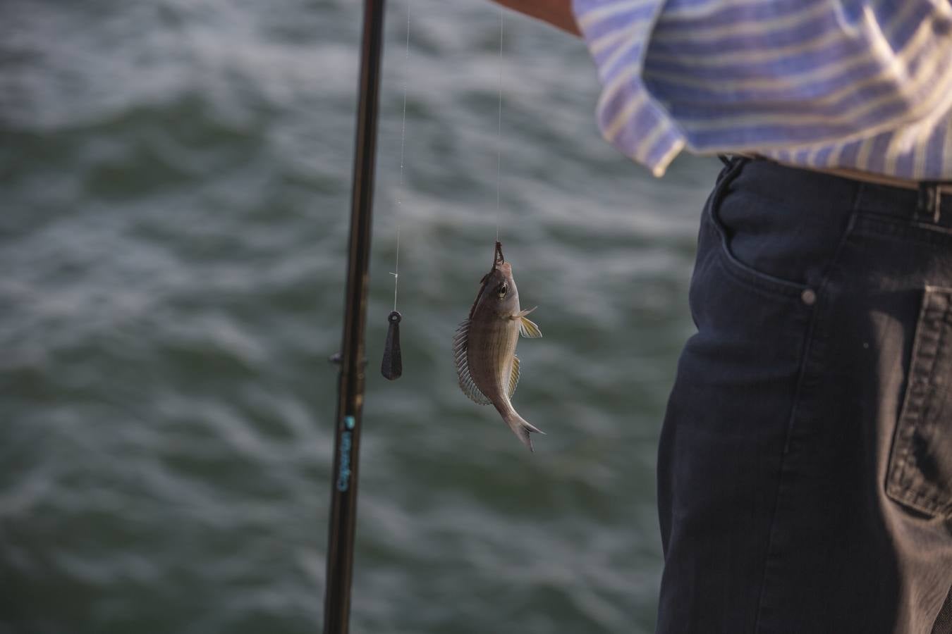 Requiere paciencia y reporta tranquilidad. Eso dicen los veraneantes, vecinos de la región y visitantes que se dan cita cada tarde en el paseo marítimo de Santander.
