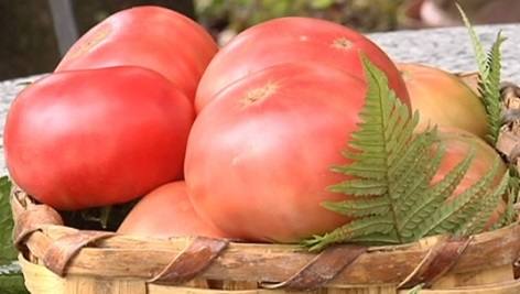 Tomate rosa de Arechavaleta. Carnoso, con poca semilla, color muy intenso y sabroso, tamaño grande y de piel muy fina por lo que es complicado su transporte. Se planta en enero y se empieza a recoger a finales de junio. De origen aragonés.