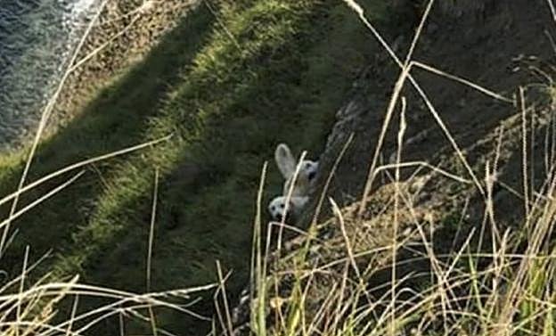 Los dos perros en el acantilado, antes de ser rescatados por los bomberos. :: dm