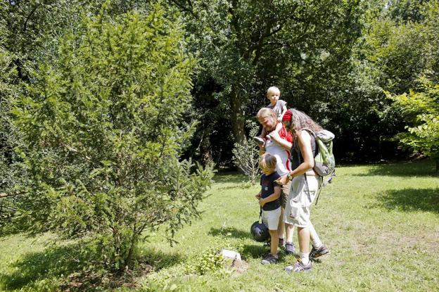 Susana, Oier, Eneko y Carlos observan una variedad de tejo, su árbol favorito del arboreto de Liendo.