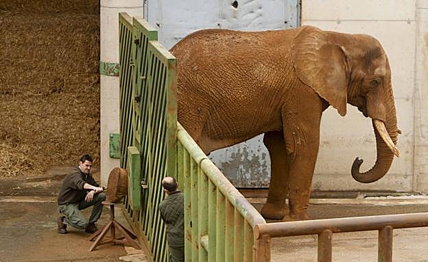 Dos trabajadores se encargan del cuidado de un elefante en la cuadra, instalación que va a ser restaurada. :
