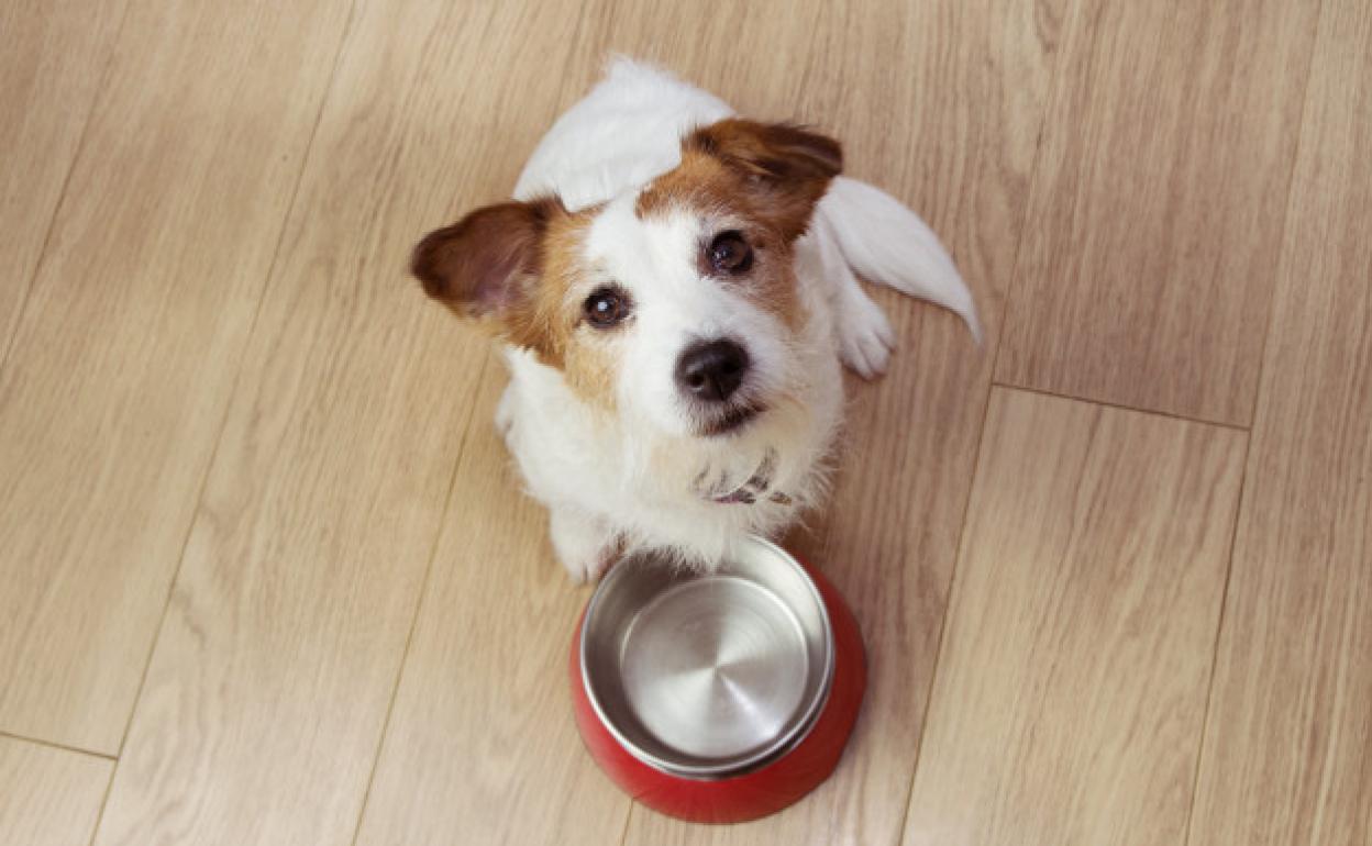 Recetas con comida casera para perros