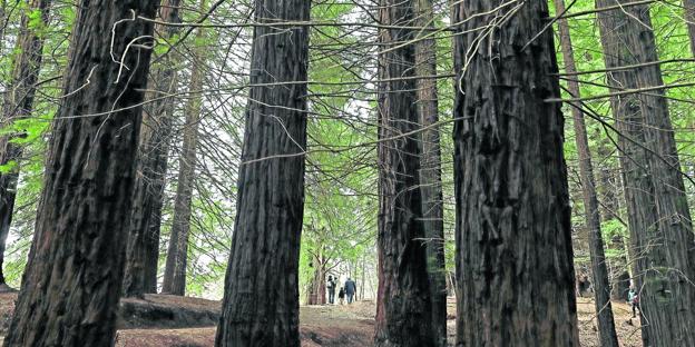 El bosque de las secuoyas uno de los días de este verano, cuando más turistas ha recibido. 