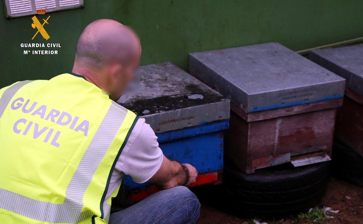 La Guardia Civil auxilia a un vecino de Reinosa atacado por abejas