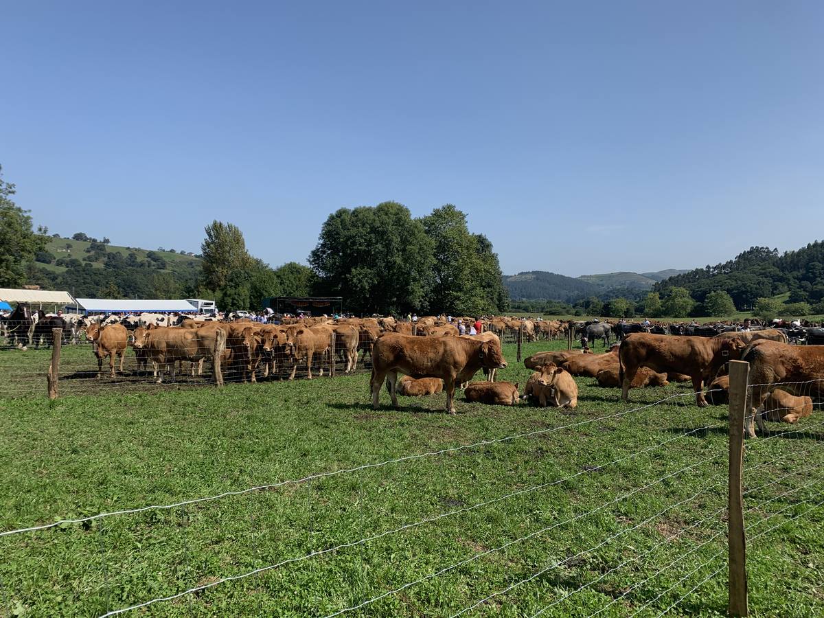 Fotos: Feria ganadera de Liérganes