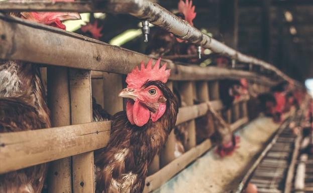 Dejemos que las gallinas sigan ovulando, con o sin gallos