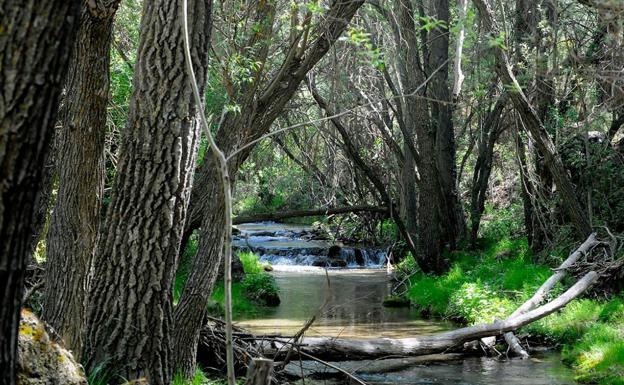 Galería. Cauce del río Aguas Blancas 