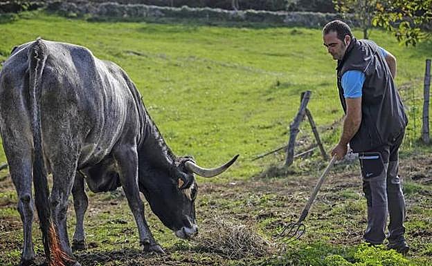 Imagen de archivo de un ganadero cántabro de vaca tudanca. 