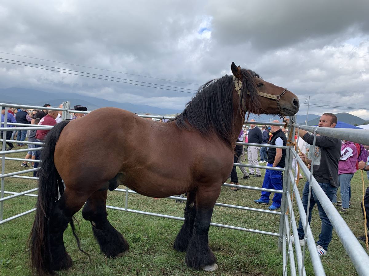 Fotos: Cientos de personas se dan cita en la Feria de San mateo en Reinosa