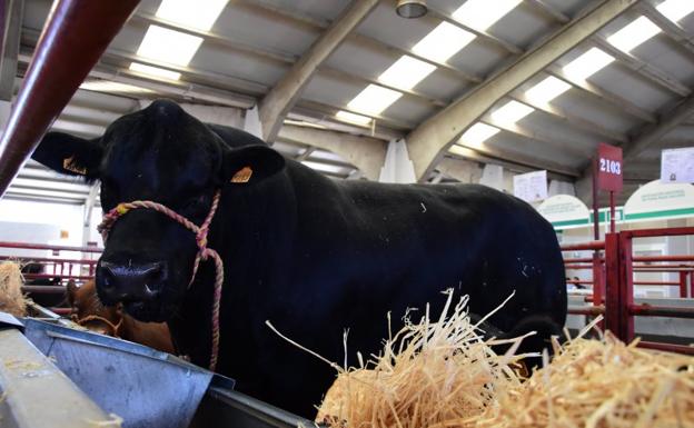 Imagen principal - Nueve ganaderías cántabras han sido premiadas en la prestigiosa feria Salamaq 2019